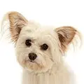Pomperpoo