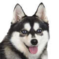 Pomsky