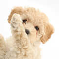Poochon