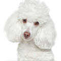 Poodle