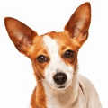 Portuguese Podengo