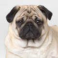 Pug