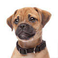 Pugalier