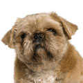 Pugapoo