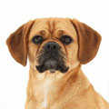 Puggle