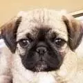 Pugzu