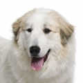 Pyrenean Mastiff