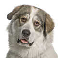 Pyrenean Mountain Dog