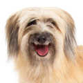 Pyrenean Sheepdog