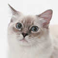 Ragdoll