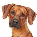 Rhodesian Ridgeback