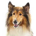 Rough Collie