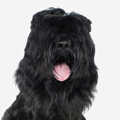Russian Black Terrier
