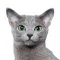 Russian Blue