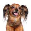 Russian Toy Terrier