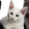 Russian White