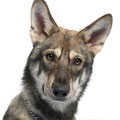 Saarloos Wolfdog