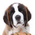 Saint Bernard