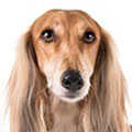 Saluki
