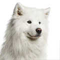 Samoyed