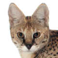 Savannah