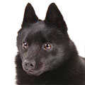 Schipperke