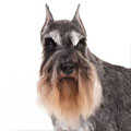 Schnauzer