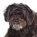 Schnoodle