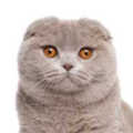 Scottish Fold