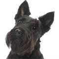 Scottish Terrier