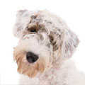 Sealyham Terrier