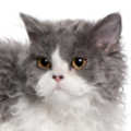 Selkirk Rex