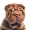 Shar Pei