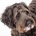 Shepadoodle
