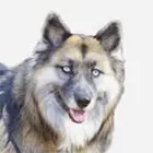Shepsky