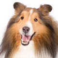 Shetland Sheepdog