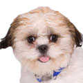 Shihchon