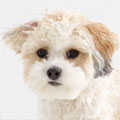 Shihpoo