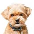Shorkie