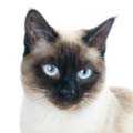 Siamese