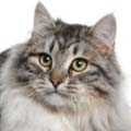 Siberian