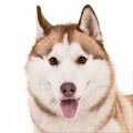 Siberian Husky