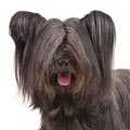 Skye Terrier