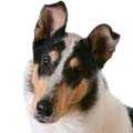 Smooth Collie