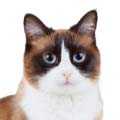 Snowshoe