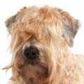 Soft Coated Wheaten Terrier