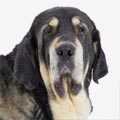 Spanish Mastiff