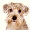 Sporting Lucas Terrier