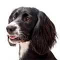 Sprocker