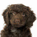 Sproodle